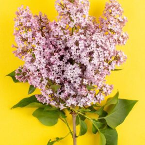 Musujące wino z kwiatu czarnego bzu